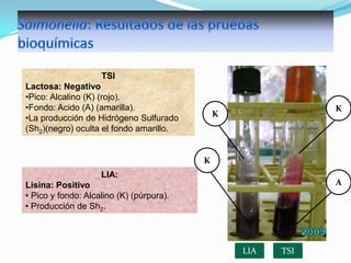 TSI
Lactosa: Negativo
•Pico: Alcalino (K) (rojo).
•Fondo: Acido (A) (amarilla).
•La producción de Hidrógeno Sulfurado
(Sh2)(negro) oculta el fondo amarillo.

K

K

K
LIA:

A

Lisina: Positivo
• Pico y fondo: Alcalino (K) (púrpura).
• Producción de Sh2.

LIA

TSI

 