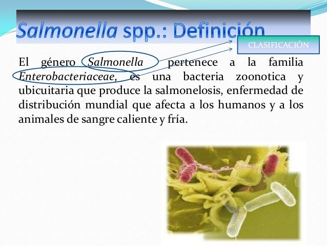 Salmonella spp.