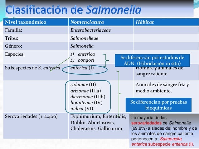 Salmonella Spp