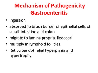 Mechanism of Pathogenicity
Gastroenteritis
• ingestion
• absorbed to brush border of epithelial cells of
small intestine and colon
• migrate to lamina propria, Ileocecal
• multiply in lymphoid follicles
• Reticuloendothelial hyperplasia and
hypertrophy
 