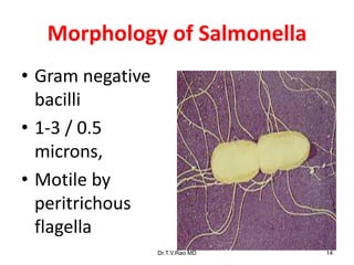 Morphology of Salmonella
• Gram negative
bacilli
• 1-3 / 0.5
microns,
• Motile by
peritrichous
flagella
Dr.T.V.Rao MD 14
 