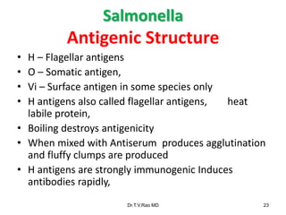 Salmonella
Antigenic Structure
• H – Flagellar antigens
• O – Somatic antigen,
• Vi – Surface antigen in some species only
• H antigens also called flagellar antigens, heat
labile protein,
• Boiling destroys antigenicity
• When mixed with Antiserum produces agglutination
and fluffy clumps are produced
• H antigens are strongly immunogenic Induces
antibodies rapidly,
Dr.T.V.Rao MD 23
 