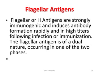 Flagellar Antigens
• Flagellar or H Antigens are strongly
immunogenic and induces antibody
formation rapidly and in high titers
following infection or immunization.
The flagellar antigen is of a dual
nature, occurring in one of the two
phases.
•
Dr.T.V.Rao MD 25
 