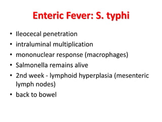 Enteric Fever: S. typhi
• Ileocecal penetration
• intraluminal multiplication
• mononuclear response (macrophages)
• Salmonella remains alive
• 2nd week - lymphoid hyperplasia (mesenteric
lymph nodes)
• back to bowel
 