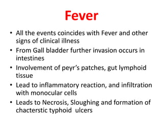 Fever
• All the events coincides with Fever and other
signs of clinical illness
• From Gall bladder further invasion occurs in
intestines
• Involvement of peyr’s patches, gut lymphoid
tissue
• Lead to inflammatory reaction, and infiltration
with monocular cells
• Leads to Necrosis, Sloughing and formation of
chacterstic typhoid ulcers
 