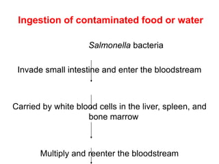 Ingestion of contaminated food or water
Salmonella bacteria
Invade small intestine and enter the bloodstream
Carried by white blood cells in the liver, spleen, and
bone marrow
Multiply and reenter the bloodstream
 