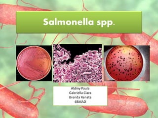 Salmonella spp.
Aldiny Paula
Gabriella Clara
Brenda Renata
4BMAD
 