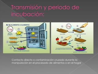 Contacto directo o contaminación cruzada durante la
manipulación en el procesado de alimentos o en el hogar
 