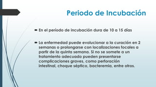 Periodo de Incubación
 En el período de incubación dura de 10 a 15 días
 La enfermedad puede evolucionar a la curación en 2
semanas o prolongarse con localizaciones focales a
partir de la quinta semana. Si no se somete a un
tratamiento adecuado pueden presentarse
complicaciones graves, como perforación
intestinal, choque séptico, bacteremia, entre otros.
 