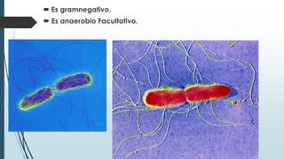  Es gramnegativo.
 Es anaerobio Facultativo.
 