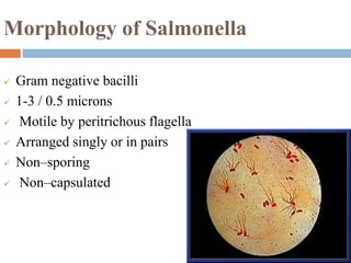 Morphology of Salmonella
 Gram negative bacilli
 1-3 / 0.5 microns
 Motile by peritrichous flagella
 Arranged singly or in pairs
 Non–sporing
 Non–capsulated
 