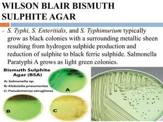 WILSON BLAIR BISMUTH
SULPHITE AGAR
 S. Typhi, S. Enteritidis, and S. Typhimurium typically
grow as black colonies with a surrounding metallic sheen
resulting from hydrogen sulphide production and
reduction of sulphite to black ferric sulphide. Salmonella
Paratyphi A grows as light green colonies.
 