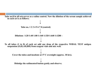 Tube no.8 in all sets,serves as a saline control. Now the dilution of the serum sample achieved
in each set is as follows:
Tube no. 1 2 3 4 5 6 7 8 (control)
Dilutions 1:20 1:40 1:80 1:160 1:320 1:640 1:1280 –
To all tubes (1 to 8) of each set add one drop of the respective WIDAL TEST antigen
suspension (O,H,AH,BH) from reagent vials and mix well.
Cover the tubes and incubate at 37 C overnight (approx. 18 hrs).
Dislodge the sedimented button gently and observe.
 
