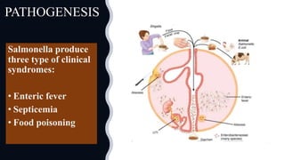 PATHOGENESIS
Salmonella produce
three type of clinical
syndromes:
• Enteric fever
• Septicemia
• Food poisoning
 