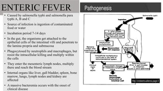 ENTERIC FEVER
• Caused by salmonella typhi and salmonella para
typhi A, B and C
• Source of infection is ingestion of contaminated
food or water
• Incubation period 7-14 days
• In the gut, the organisms get attached to the
epithelial cells of the intestinal villi and penetrate to
the lamina propria and submucosa
• Phagocytosed by neutrophils and macrophages, but
resist the intracellular killing and multiply within
the cells
• They enter the mesenteric lymph nodes, multiply
there and reach the blood stream
• Internal organs like liver, gall bladder, spleen, bone
marrow, lungs, lymph nodes and kidney are
affected
• A massive bacteremia occurs with the onset of
clinical disease
 