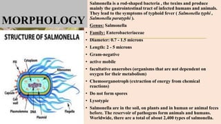 • Salmonella is a rod-shaped bacteria , the toxins and produce
mainly the gastrointestinal tract of infected humans and animals.
They lead to the symptoms of typhoid fever ( Salmonella typhi ,
Salmonella paratyphi ).
• Genus: Salmonella
• Family: Enterobacteriaceae
• Diameter: 0.7 - 1.5 microns
• Length: 2 - 5 microns
• Gram-negative
• active mobile
• facultative anaerobes (organisms that are not dependent on
oxygen for their metabolism)
• Chemoorganotroph (extraction of energy from chemical
reactions)
• Do not form spores
• Lysotypie
• Salmonella are in the soil, on plants and in human or animal feces
before. The reservoir of pathogens form animals and humans.
Worldwide, there are a total of about 2,400 types of salmonella.
MORPHOLOGY
 