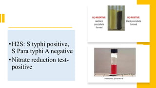 •H2S: S typhi positive,
S Para typhi A negative
•Nitrate reduction test-
positive
 