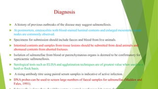 Diagnosis
 A history of previous outbreaks of the disease may suggest salmonellosis.
 At postmortem, enterocolitis with blood-stained luminal contents and enlarged mesenteric lymph
nodes are commonly observed.
 Specimens for submission should include faeces and blood from live animals.
 Intestinal contents and samples from tissue lesions should be submitted from dead animals and
abomasal contents from aborted foetuses.
 Isolation of salmonellae from blood or parenchymatous organs is deemed to be confirmatory for
septicaemic sallmonellosis.
 Serological tests such as ELISA and agglutination techniques are of greatest value when used on a
herd or flock basis.
 A rising antibody titre using paired serum samples is indicative of active infection.
 DNA probes can be used to screen large numbers of faecal samples for salmonellae (Maddox and
Fales, 1991).
 