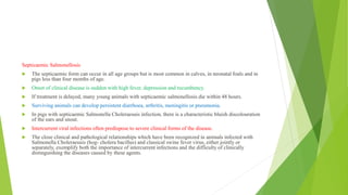 Septicaemic Salmonellosis
 The septicaemic form can occur in all age groups but is most common in calves, in neonatal foals and in
pigs less than four months of age.
 Onset of clinical disease is sudden with high fever, depression and recumbency.
 If treatment is delayed, many young animals with septicaemic salmonellosis die within 48 hours.
 Surviving animals can develop persistent diarrhoea, arthritis, meningitis or pneumonia.
 In pigs with septicaemic Salmonella Choleraesuis infection, there is a characteristic bluish discolouration
of the ears and snout.
 Intercurrent viral infections often predispose to severe clinical forms of the disease.
 The close clinical and pathological relationships which have been recognized in animals infected with
Salmonella Choleraesuis (hog- cholera bacillus) and classical swine fever virus, either jointly or
separately, exemplify both the importance of intercurrent infections and the difficulty of clinically
distinguishing the diseases caused by these agents.
 