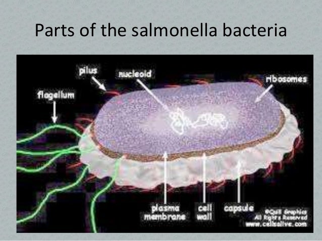 a 2 parts of virus Salmonellosis a 2 parts of virus Salmonellosis