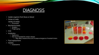 DIAGNOSIS
• Isolate organism from feces or blood
• Grows on wide
variety of media
• Enrichment
• Biochemical tests
• Antigens
• Phage typing
• PCR
• Antibiotics
• Septicemia
• Not recommended for enteric disease
• May affect intestinal flora and increase emergence of resistant strains
• Fluid replacement
• NSAIDs
• Endotoxemia
 