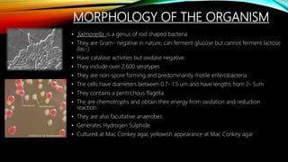 MORPHOLOGY OF THE ORGANISM
• Salmonella is a genus of rod shaped bacteria
• They are Gram- negative in nature, can ferment glucose but cannot ferment lactose
(lac-)
• Have catalase activities but oxidase negative.
• They include over 2,600 serotypes
• They are non-spore forming and predominantly motile enterobacteria
• The cells have diameters between 0.7- 1.5 um and have lengths from 2- 5um
• They contains a peritrichous flagella
• The are chemotrophs and obtain their energy from oxidation and reduction
reaction.
• They are also facultative anaerobes
• Generates Hydrogen Sulphide
• Cultured at Mac Conkey agar, yellowish appearance at Mac Conkey agar
 