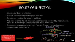 ROUTE OF INFECTION
• Enters in our body by infection
• Attaches the lumen of gut lining epithelial cells
• Then they enters into the sub-mucosal layer
• And after entering the sub-mucosal layer, they were engulved by macrophages,
inside the macrophages Salmolella strains masks themselves.
• Then they propagates with the help of arrays of macrophage colonies and
propagates via bloodstream
liver
Mixes with bowl
and posses further
infections
 