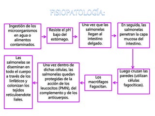 Ingestión de los
microorganismos
en agua o
alimentos
contaminados.
Resiste el pH
bajo del
estómago.
Una vez que las
salmonelas
llegan al
intestino
delgado.
En seguida, las
salmonelas
penetran la capa
mucosa del
intestino.
Luego cruzan las
paredes (utilizan
células
fagocíticas).
Los
macrófagos
Fagocitan.
Una vez dentro de
dichas células, las
salmonelas quedan
protegidas de la
acción de los
leucocitos (PMN), del
complemento y de los
anticuerpos.
Las
salmonelas se
diseminan en
todo el cuerpo
a través de los
linfáticos y
colonizan los
tejidos
reticuloendote
liales.
 