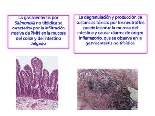 La gastroenteritis por
Salmonella no tifóidica se
caracteriza por la infiltración
masiva de PMN en la mucosa
del colon y del intestino
delgado.
La degranulación y producción de
sustancias tóxicas por los neutrófilos
puede lesionar la mucosa del
intestino y causar diarrea de origen
inflamatorio, que se observa en la
gastroenteritis no tifoídica.
 