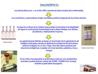 Los hemocultivos son + en el 40 a 60%, durante las fases iniciales de la enfermedad.
Los urocultivos y coprocultivos arrojan resultados positivos después de la primera semana.
Aunque los cultivos de la medula ósea pueden incrementar la probabilidad
de lograr la confirmación bacteriológica de la fiebre tifoidea, son difíciles
de obtener y relativamente invasivos.
En los niños mas pequeños la leucocitosis suele ser una característica
asociada y puede alcanzar valores de 20.000- 25.000/mm3. Aunque
también puede haber leucopenia.
Las aglutinaciones febriles se basan en el principio de la aglutinación de
antígeno-anticuerpo, donde se determina la presencia de anticuerpos
contra el antígeno O y H de S. thypi. Pero dan falsos positivos por
reacciones antigénicas cruzadas con otras bacterias, parásitos, virus y
hongos.
 