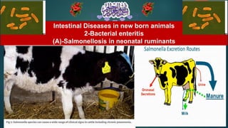 Intestinal Diseases in new born animals
2-Bacterial enteritis
(A)-Salmonellosis in neonatal ruminants
 