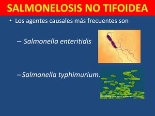 • Los agentes causales más frecuentes son
– Salmonella enteritidis
–Salmonella typhimurium.
SALMONELOSIS NO TIFOIDEA
 