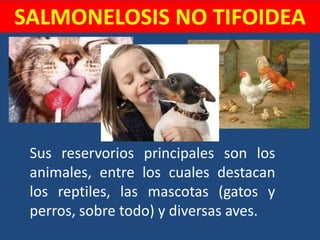 SALMONELOSIS NO TIFOIDEA
Sus reservorios principales son los
animales, entre los cuales destacan
los reptiles, las mascotas (gatos y
perros, sobre todo) y diversas aves.
 