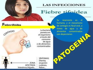 Su reservorio es el
humano, y el mecanismo
de contagio es fecal-oral, a
través de agua y de
alimentos contaminados
con deyecciones
 