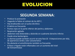 SEGUNDA SEMANA:
• Produce la postración
• Llegando la fiebre al culmen de los 40º C.
• Hay bradicardia con un pulso dicrótico
• El delirio es frecuente
• Puntos rojos en la parte inferior del pecho y abdomen.
• Respiración agitada.
• abdomen está distendido y dolorido en cuadrante derecho inferior.
• Puede oírse borborigmo.
• La diarrea puede también ocurrir en esta fase (6 - 8 deposiciones por día),
de apariencia verde y olor característico
• No obstante el estreñimiento también es frecuente.
• El Bazo e hígado están inflamados con un aumento del nivel
de transaminasas
EVOLUCION
 
