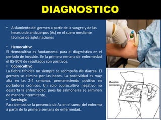 DIAGNOSTICO
• Aislamiento del germen a partir de la sangre y de las
heces o de anticuerpos (Ac) en el suero mediante
técnicas de aglutinaciones
• Hemocultivo
El Hemocultivo es fundamental para el diagnóstico en el
periodo de invasión. En la primera semana de enfermedad
el 85-90% de resultados son positivos.
• Coprocultivo
La fiebre tifoidea no siempre se acompaña de diarrea. El
germen se elimina por las heces. La positividad es muy
alta en las 2-4 semanas, permaneciendo positivo en
portadores crónicos. Un solo coprocultivo negativo no
descarta la enfermedad, pues las salmonelas se eliminan
de manera intermitente.
• Serología
Para demostrar la presencia de Ac en el suero del enfermo
a partir de la primera semana de enfermedad.
 
