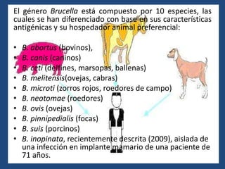 El género Brucella está compuesto por 10 especies, las
cuales se han diferenciado con base en sus características
antigénicas y su hospedador animal preferencial:
• B. abortus (bovinos),
• B. canis (caninos)
• B. ceti (delfines, marsopas, ballenas)
• B. melitensis(ovejas, cabras)
• B. microti (zorros rojos, roedores de campo)
• B. neotomae (roedores)
• B. ovis (ovejas)
• B. pinnipedialis (focas)
• B. suis (porcinos)
• B. inopinata, recientemente descrita (2009), aislada de
una infección en implante mamario de una paciente de
71 años.
 