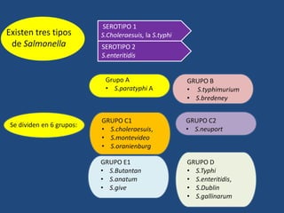 Existen tres tipos
de Salmonella
SEROTIPO 1
S.Choleraesuis, la S.typhi
SEROTIPO 2
S.enteritidis
Se dividen en 6 grupos:
Grupo A
• S.paratyphi A
GRUPO B
• S.typhimurium
• S.bredeney
GRUPO C1
• S.choleraesuis,
• S.montevideo
• S.oranienburg
GRUPO C2
• S.neuport
GRUPO D
• S.Typhi
• S.enteritidis,
• S.Dublin
• S.gallinarum
GRUPO E1
• S.Butantan
• S.anatum
• S.give
 