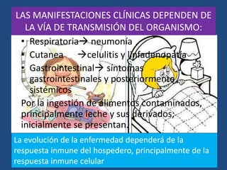 LAS MANIFESTACIONES CLÍNICAS DEPENDEN DE
LA VÍA DE TRANSMISIÓN DEL ORGANISMO:
• Respiratoria neumonía
• Cutanea celulitis y linfadenopatía
• Gastrointestinal síntomas
gastrointestinales y posteriormente
sistémicos
Por la ingestión de alimentos contaminados,
principalmente leche y sus derivados;
inicialmente se presentan.
La evolución de la enfermedad dependerá de la
respuesta inmune del hospedero, principalmente de la
respuesta inmune celular
 