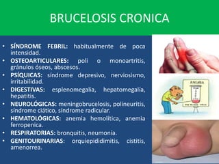 BRUCELOSIS CRONICA
• SÍNDROME FEBRIL: habitualmente de poca
intensidad.
• OSTEOARTICULARES: poli o monoartritis,
gránulos óseos, abscesos.
• PSÍQUICAS: síndrome depresivo, nerviosismo,
irritabilidad.
• DIGESTIVAS: esplenomegalia, hepatomegalía,
hepatitis.
• NEUROLÓGICAS: meningobrucelosis, polineuritis,
síndrome ciático, síndrome radicular.
• HEMATOLÓGICAS: anemia hemolítica, anemia
ferropenica.
• RESPIRATORIAS: bronquitis, neumonía.
• GENITOURINARIAS: orquiepididimitis, cistitis,
amenorrea.
 