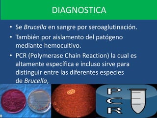 DIAGNOSTICA
• Se Brucella en sangre por seroaglutinación.
• También por aislamento del patógeno
mediante hemocultivo.
• PCR (Polymerase Chain Reaction) la cual es
altamente específica e incluso sirve para
distinguir entre las diferentes especies
de Brucella,
 