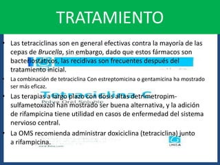 TRATAMIENTO
• Las tetraciclinas son en general efectivas contra la mayoría de las
cepas de Brucella, sin embargo, dado que estos fármacos son
bacteriostáticos, las recidivas son frecuentes después del
tratamiento inicial.
• La combinación de tetraciclina Con estreptomicina o gentamicina ha mostrado
ser más eficaz.
• Las terapias a largo plazo con dosis altas detrimetropim-
sulfametoxazol han mostrado ser buena alternativa, y la adición
de rifampicina tiene utilidad en casos de enfermedad del sistema
nervioso central.
• La OMS recomienda administrar doxiciclina (tetraciclina) junto
a rifampicina.
 