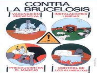 Salmonellosis y brucellosis