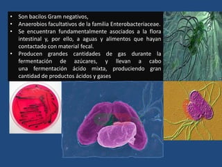 • Son bacilos Gram negativos,
• Anaerobios facultativos de la familia Enterobacteriaceae.
• Se encuentran fundamentalmente asociados a la flora
intestinal y, por ello, a aguas y alimentos que hayan
contactado con material fecal.
• Producen grandes cantidades de gas durante la
fermentación de azúcares, y llevan a cabo
una fermentación ácido mixta, produciendo gran
cantidad de productos ácidos y gases
 