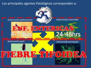 Los principales agentes Patológicos corresponden a:
Salmonella typhi Salmonella paratyphi
Salmonella typhimurium Salmonella enteritidis
 