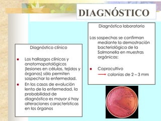 DIAGNÓSTICO
                                          Diagnóstico laboratorio

                                      Las sospechas se confirman
                                           mediante la demostración
      Diagnóstico clínico                  bacteriológica de la
                                           Salmonella en muestras
                                           orgánicas:
   Los hallazgos clínicos y
    anatomopatológicos
    (lesiones en células, tejidos y      Coprocultivo
    órganos) sólo permiten                    colonias de 2 – 3 mm
    sospechar la enfermedad.
   En los casos de evolución
    lenta de la enfermedad, la
    probabilidad de
    diagnóstico es mayor si hay
    alteraciones características
    en los órganos
 