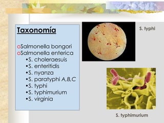 Taxonomía                          S. typhi


oSalmonella bongori
oSalmonella enterica
   •S. choleraesuis
   •S. enteritidis
   •S. nyanza
   •S. paratyphi A,B,C
   •S. typhi
   •S. typhimurium
   •S. virginia

                         S. typhimurium
 