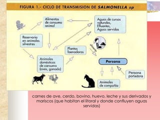carnes de ave, cerdo, bovino, huevo, leche y sus derivados y
  mariscos (que habitan el litoral y donde confluyen aguas
                         servidas)
 