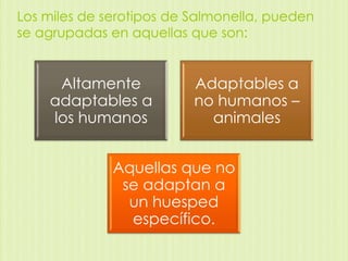 Los miles de serotipos de Salmonella, pueden
se agrupadas en aquellas que son:

Altamente
adaptables a
los humanos

Adaptables a
no humanos –
animales

Aquellas que no
se adaptan a
un huesped
específico.

 