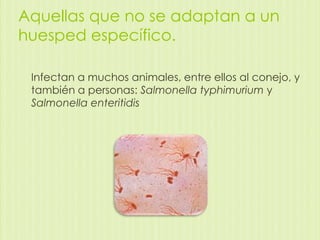 Aquellas que no se adaptan a un
huesped específico.
Infectan a muchos animales, entre ellos al conejo, y
también a personas: Salmonella typhimurium y
Salmonella enteritidis

 